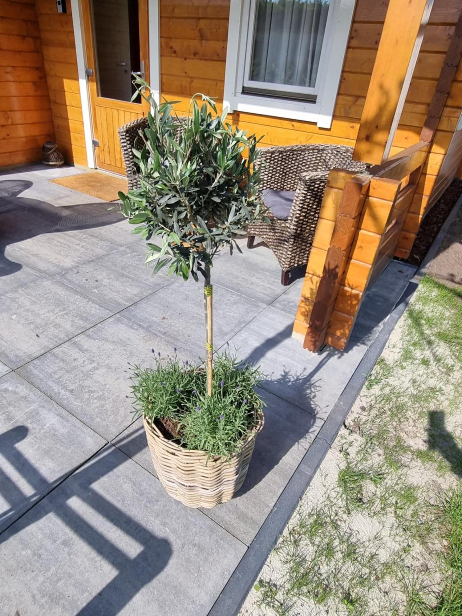 Nieuw - Luxe Blokhut Chalet In Bosrijke Omgeving Anloo Ngoại thất bức ảnh
